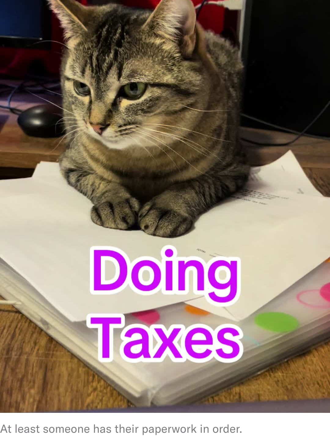 cat doing taxes