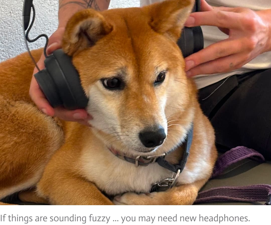 dog headphones